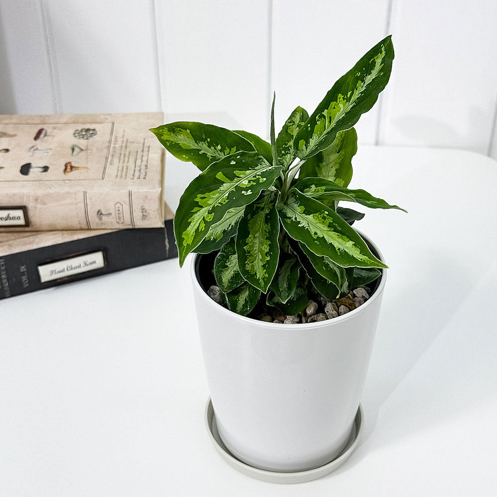 PLANCHU 観葉植物 アグラオネマ ピクタム トリカラー 4号鉢 受け皿付き 育て方説明書付き Aglaonema pictum ‘Tricolor’ 幸せを招くタイの宝石 アロイド