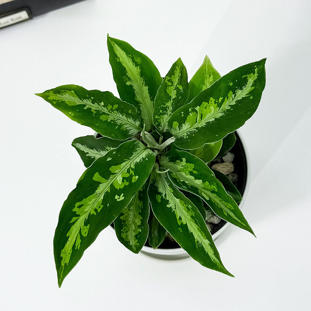 PLANCHU 観葉植物 アグラオネマ ピクタム トリカラー 4号鉢 受け皿付き 育て方説明書付き Aglaonema pictum ‘Tricolor’ 幸せを招くタイの宝石 アロイド