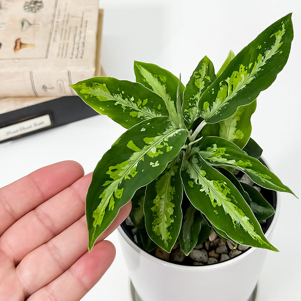 PLANCHU 観葉植物 アグラオネマ ピクタム トリカラー 4号鉢 受け皿付き 育て方説明書付き Aglaonema pictum ‘Tricolor’ 幸せを招くタイの宝石 アロイド