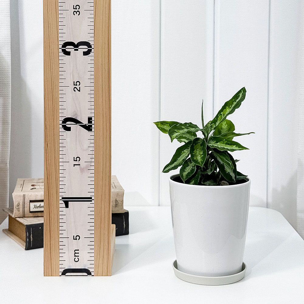 PLANCHU 観葉植物 アグラオネマ ピクタム トリカラー 4号鉢 受け皿付き 育て方説明書付き Aglaonema pictum ‘Tricolor’ 幸せを招くタイの宝石 アロイド