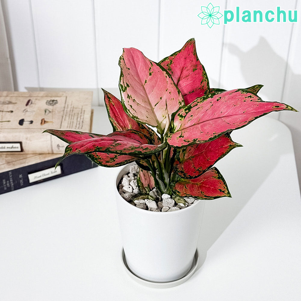 PLANCHU 観葉植物 アグラオネマ レッドバレンタイン 4号鉢 受け皿付き 育て方説明書付き Aglaonema ‘Red Valentine’ 幸せを招くタイの宝石 アロイド