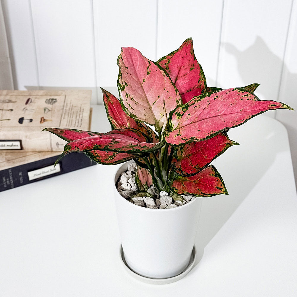 PLANCHU 観葉植物 アグラオネマ レッドバレンタイン 4号鉢 受け皿付き 育て方説明書付き Aglaonema ‘Red Valentine’ 幸せを招くタイの宝石 アロイド