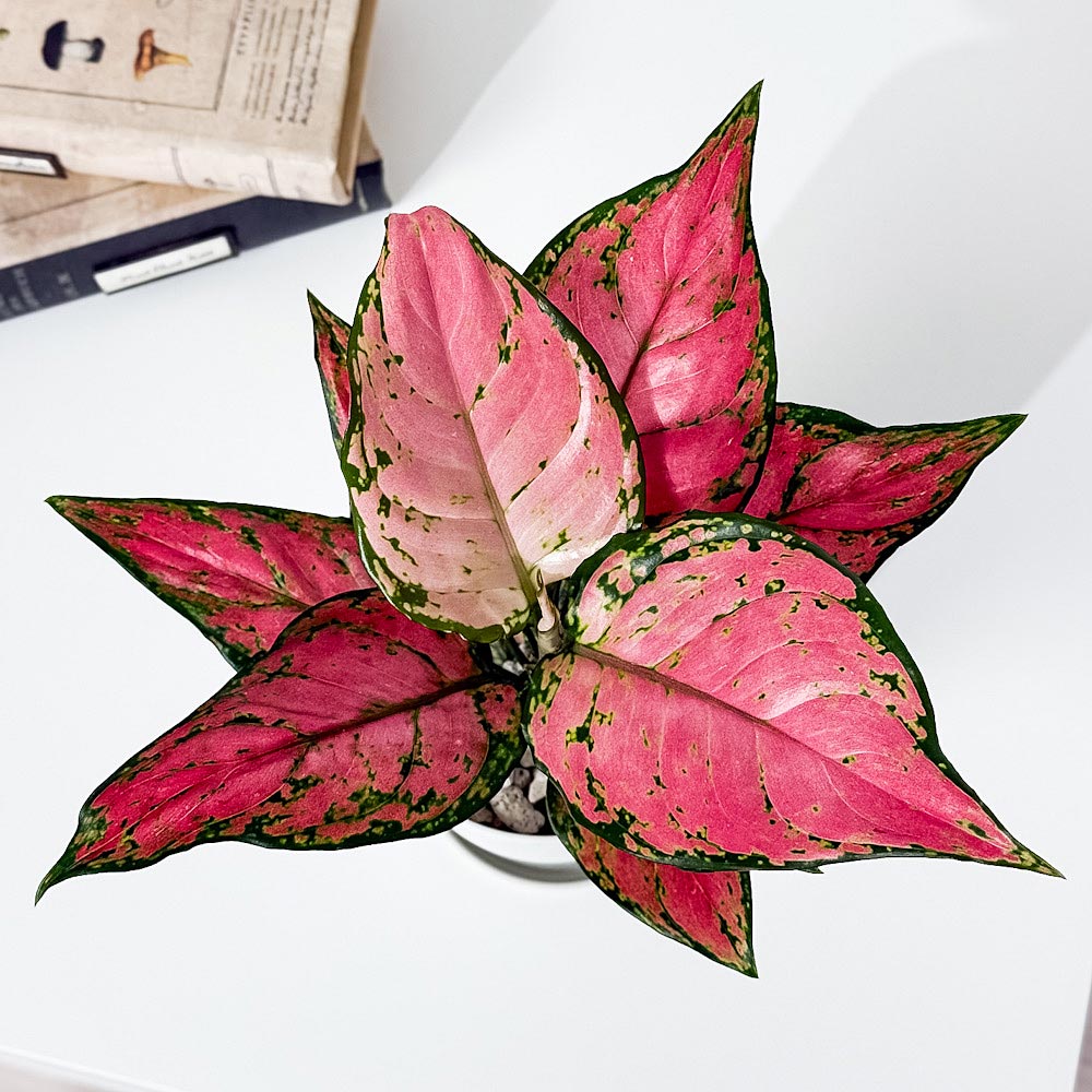PLANCHU 観葉植物 アグラオネマ レッドバレンタイン 4号鉢 受け皿付き 育て方説明書付き Aglaonema ‘Red Valentine’ 幸せを招くタイの宝石 アロイド