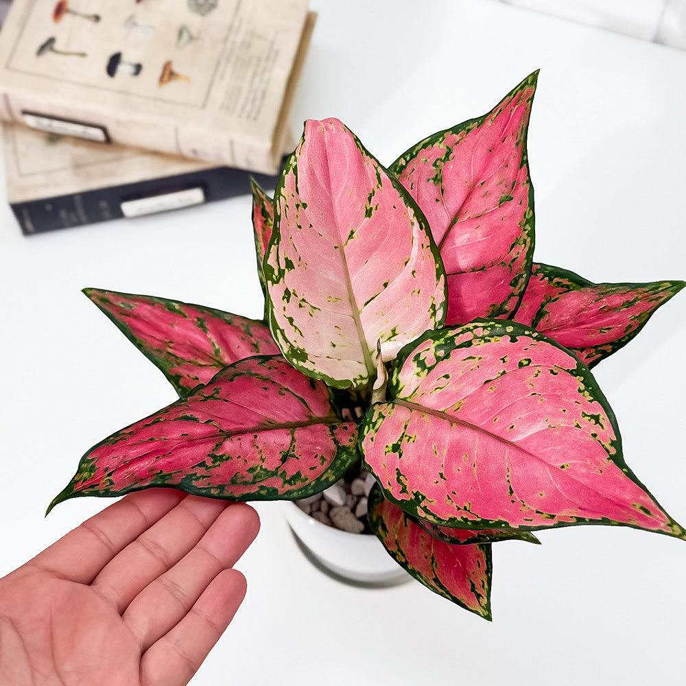 PLANCHU 観葉植物 アグラオネマ レッドバレンタイン 4号鉢 受け皿付き 育て方説明書付き Aglaonema ‘Red Valentine’ 幸せを招くタイの宝石 アロイド