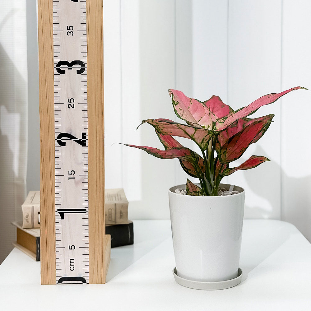 PLANCHU 観葉植物 アグラオネマ レッドバレンタイン 4号鉢 受け皿付き 育て方説明書付き Aglaonema ‘Red Valentine’ 幸せを招くタイの宝石 アロイド