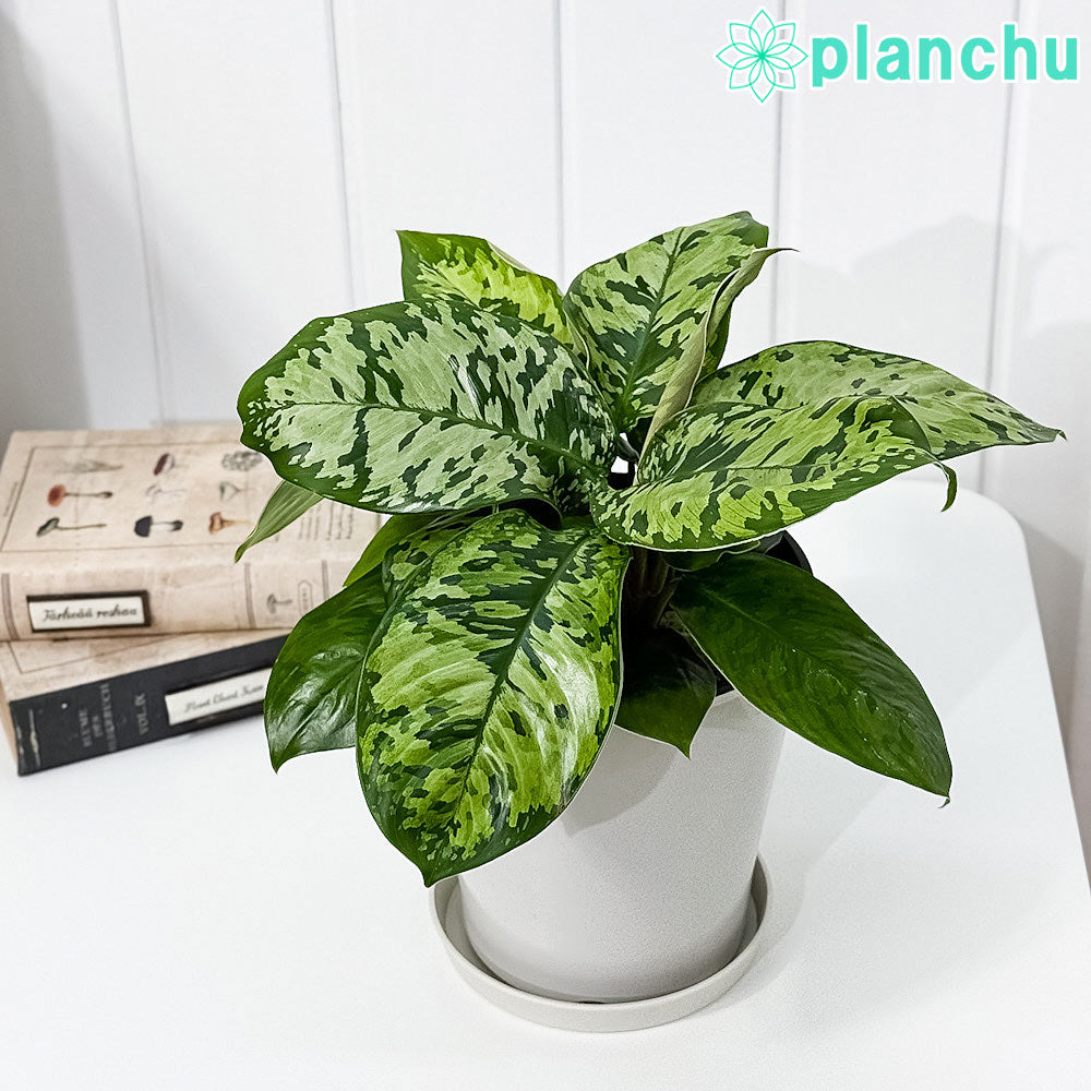 PLANCHU 観葉植物 ホマロメナ ワリシー カモフラージュ 5号鉢 受け皿付き 育て方説明書付き Homalomena wallisii ‘Camouflage’ アデロネマ Adelonema