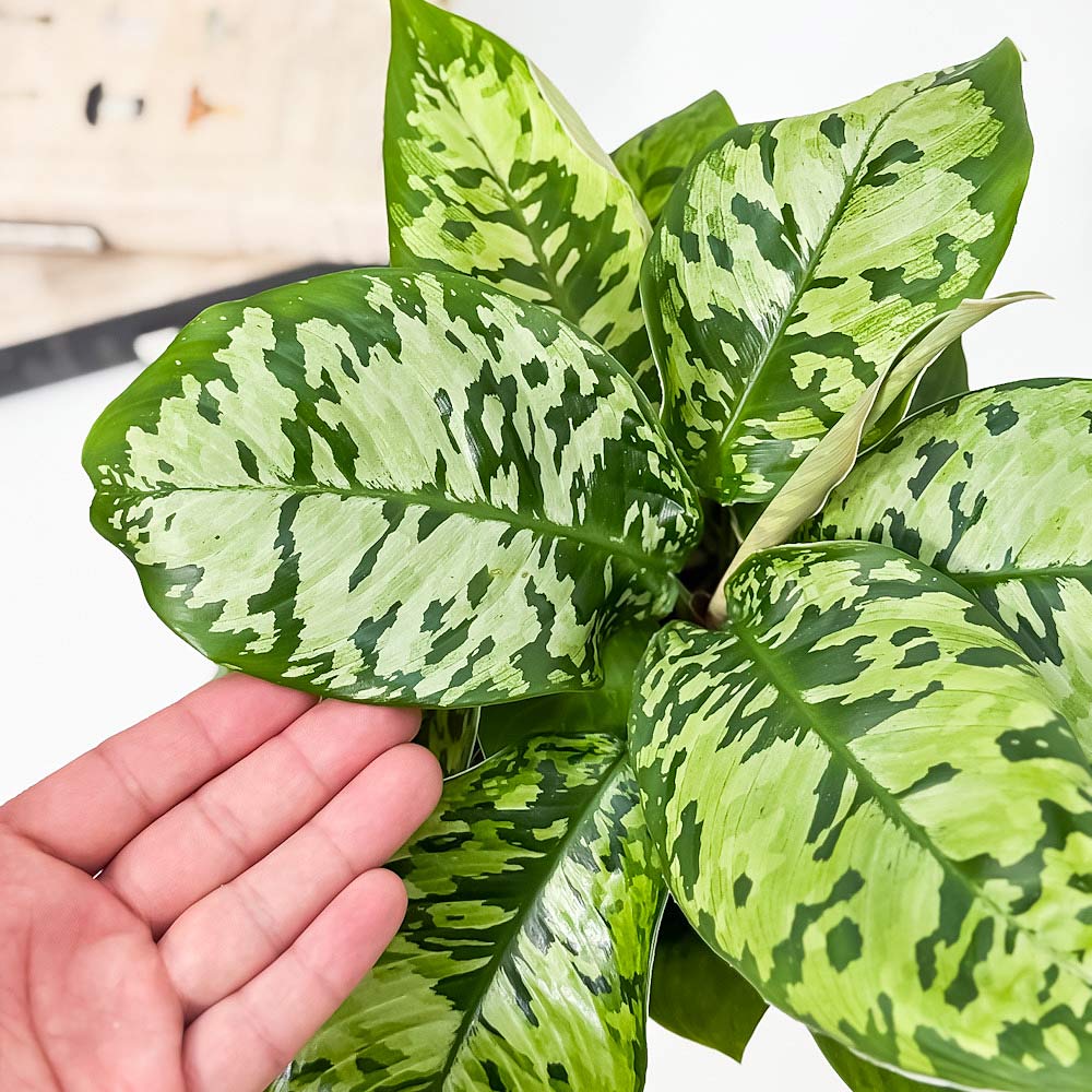 PLANCHU 観葉植物 ホマロメナ ワリシー カモフラージュ 5号鉢 受け皿付き 育て方説明書付き Homalomena wallisii ‘Camouflage’ アデロネマ Adelonema