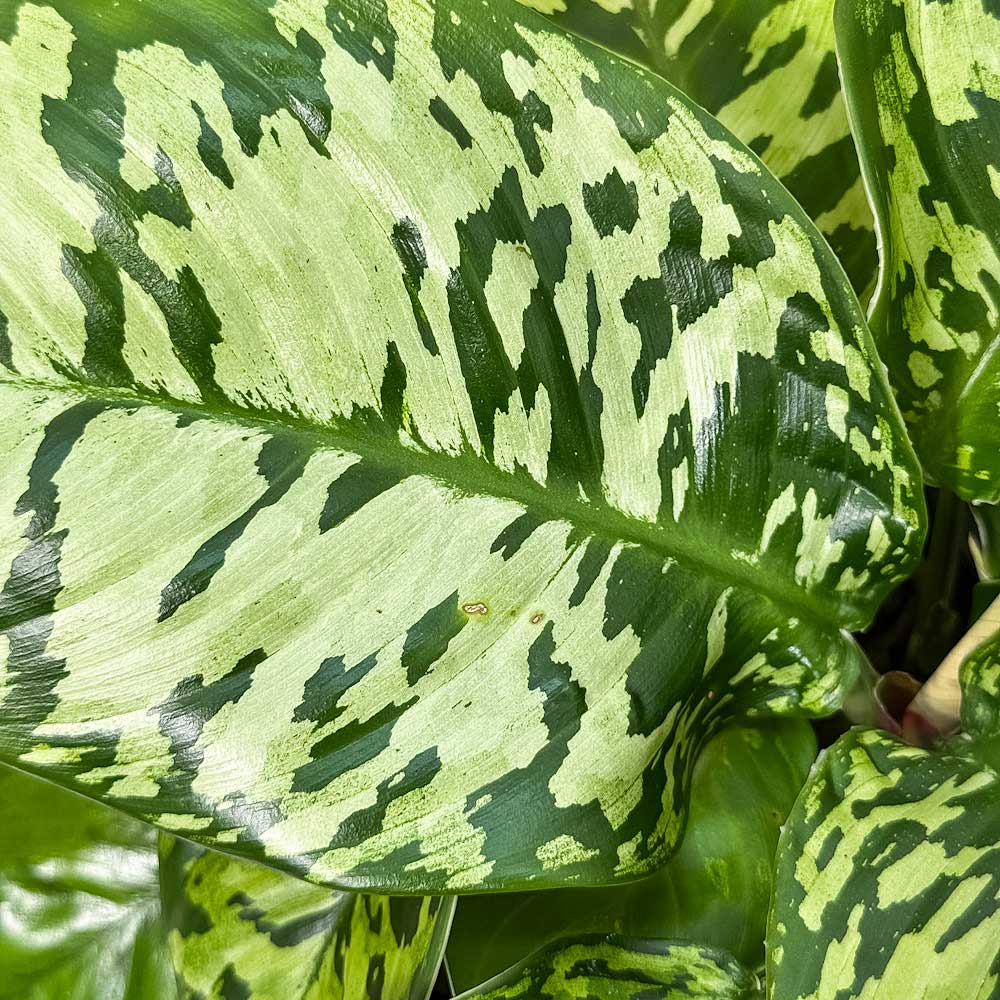 PLANCHU 観葉植物 ホマロメナ ワリシー カモフラージュ 5号鉢 受け皿付き 育て方説明書付き Homalomena wallisii ‘Camouflage’ アデロネマ Adelonema