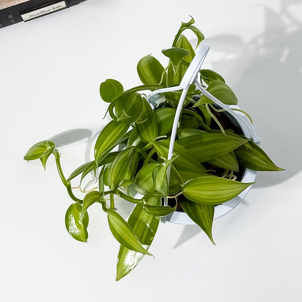 PLANCHU 観葉植物 バニラ プラニフォリア 斑入り 4号吊り鉢 育て方説明書付き Vanilla planifolia ‘Variegata’ バニラの木 洋ラン