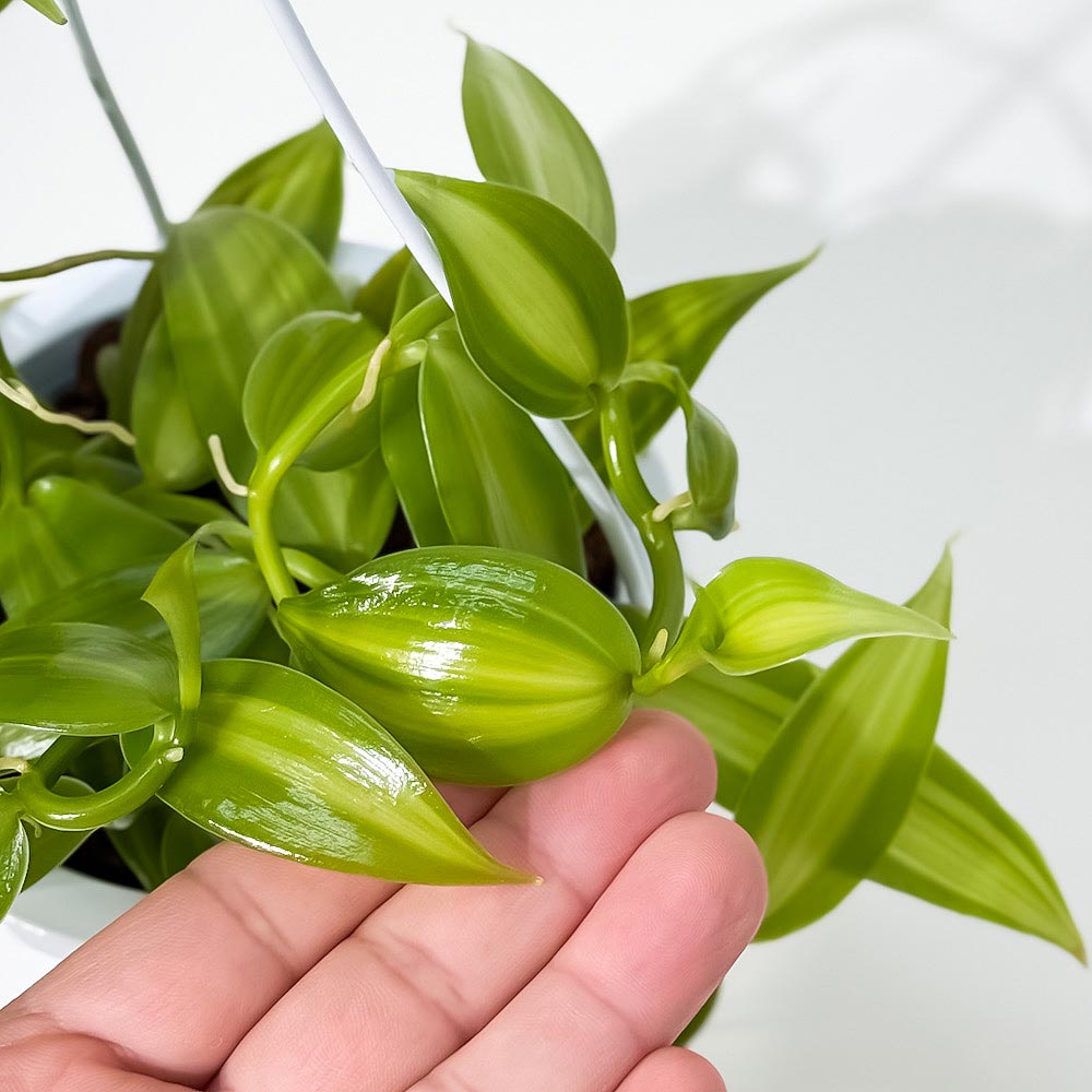 PLANCHU 観葉植物 バニラ プラニフォリア 斑入り 4号吊り鉢 育て方説明書付き Vanilla planifolia ‘Variegata’ バニラの木 洋ラン