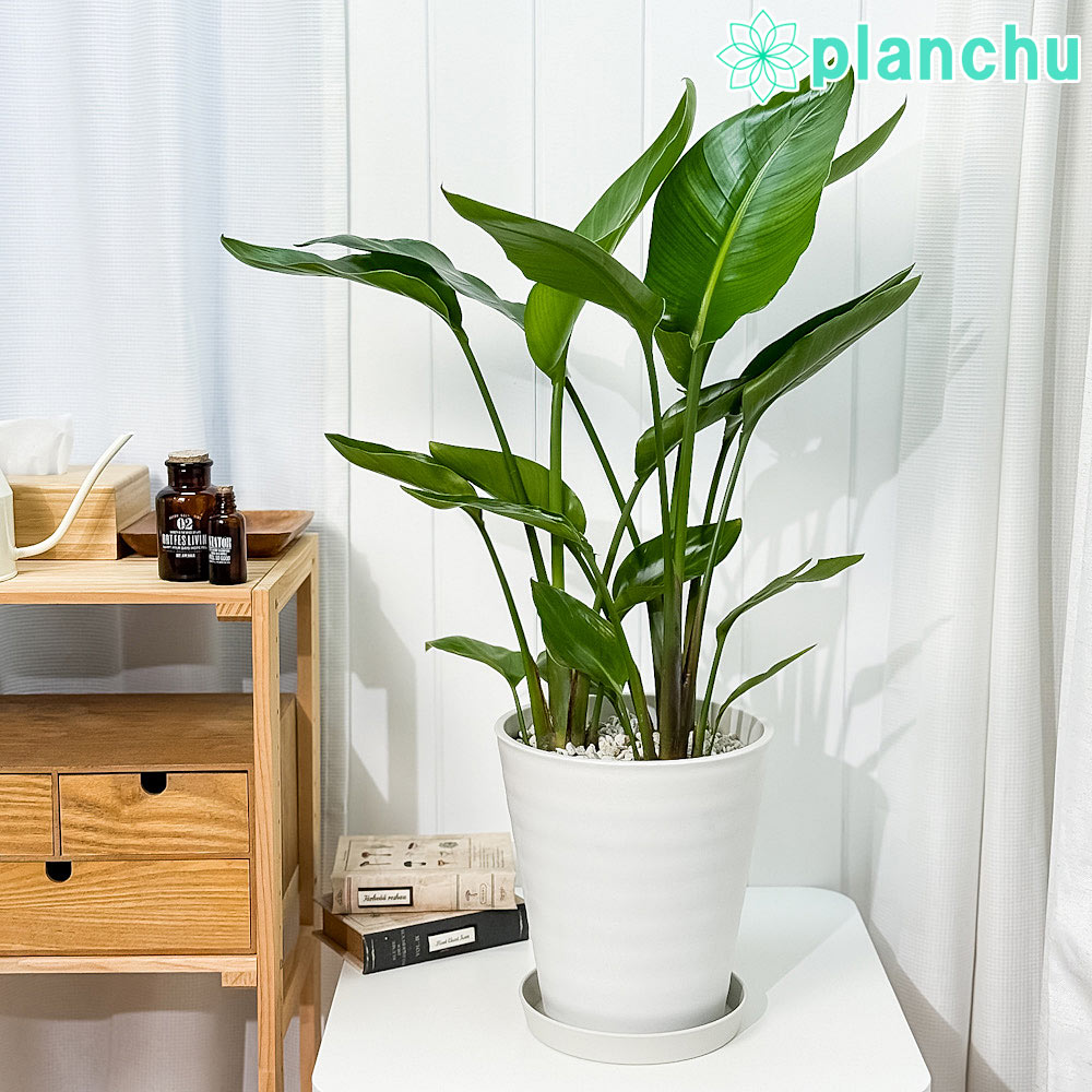 PLANCHU 観葉植物 ストレリチア オーガスタ 8号鉢 受け皿付き 育て方説明書付き Strelitzia nicolai ニコライ 楽園の白い鳥 極楽鳥花