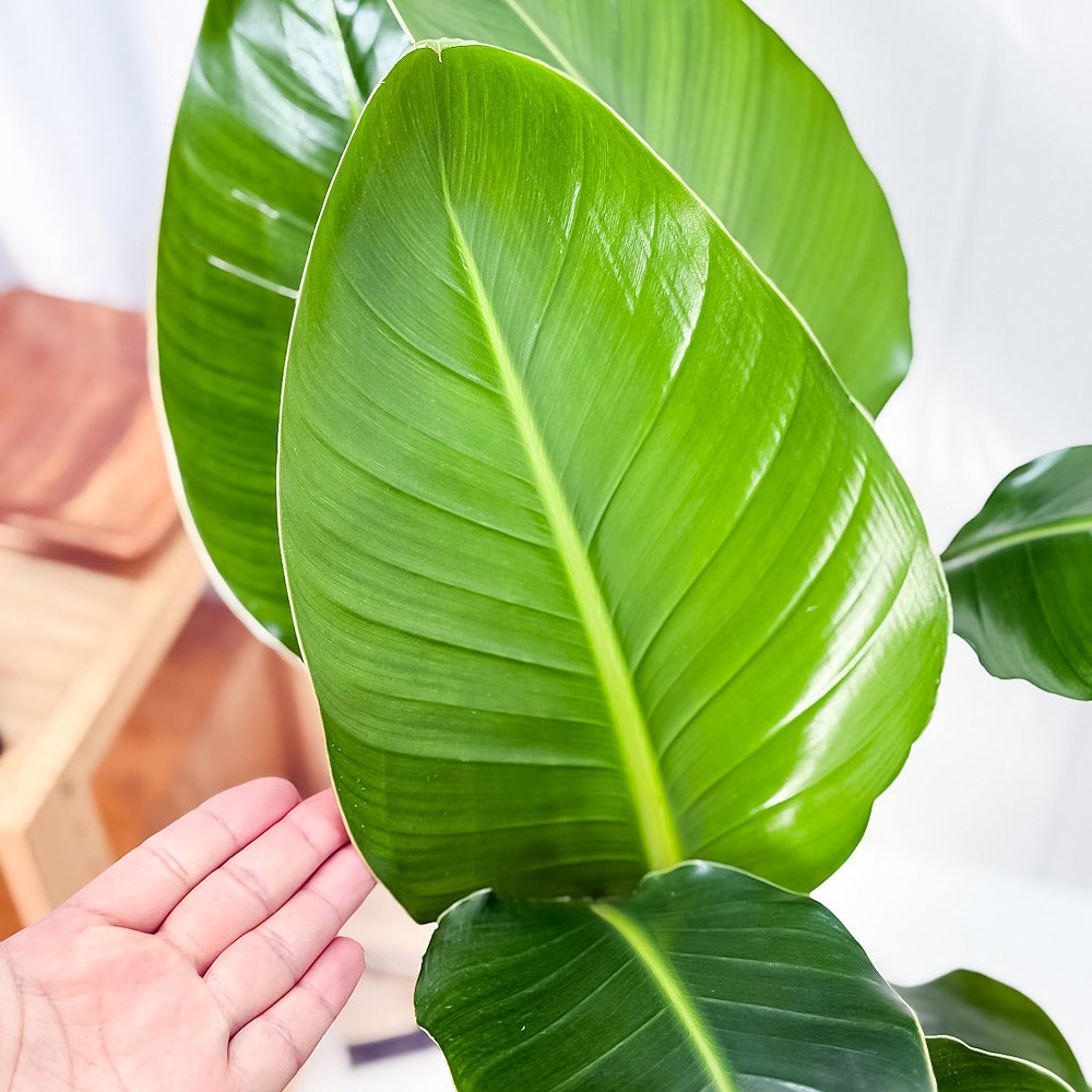 PLANCHU 観葉植物 ストレリチア オーガスタ 8号鉢 受け皿付き 育て方説明書付き Strelitzia nicolai ニコライ 楽園の白い鳥 極楽鳥花