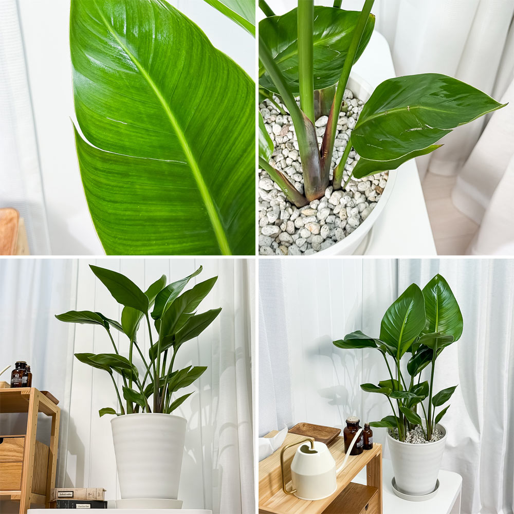 PLANCHU 観葉植物 ストレリチア オーガスタ 8号鉢 受け皿付き 育て方説明書付き Strelitzia nicolai ニコライ 楽園の白い鳥 極楽鳥花