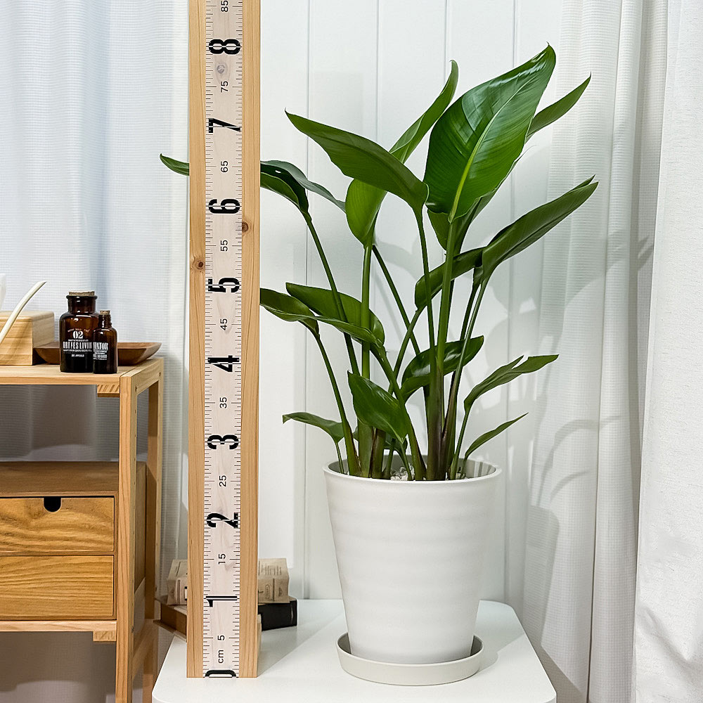 PLANCHU 観葉植物 ストレリチア オーガスタ 8号鉢 受け皿付き 育て方説明書付き Strelitzia nicolai ニコライ 楽園の白い鳥 極楽鳥花