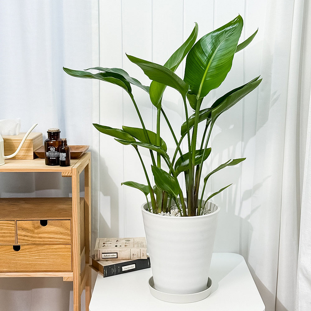 PLANCHU 観葉植物 ストレリチア オーガスタ 8号鉢 受け皿付き 育て方説明書付き Strelitzia nicolai ニコライ 楽園の白い鳥 極楽鳥花