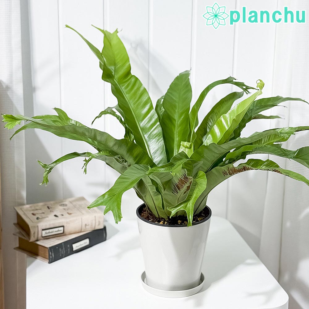 PLANCHU 観葉植物 アスプレニウム クリーシー 5号鉢 受け皿付き 育て方