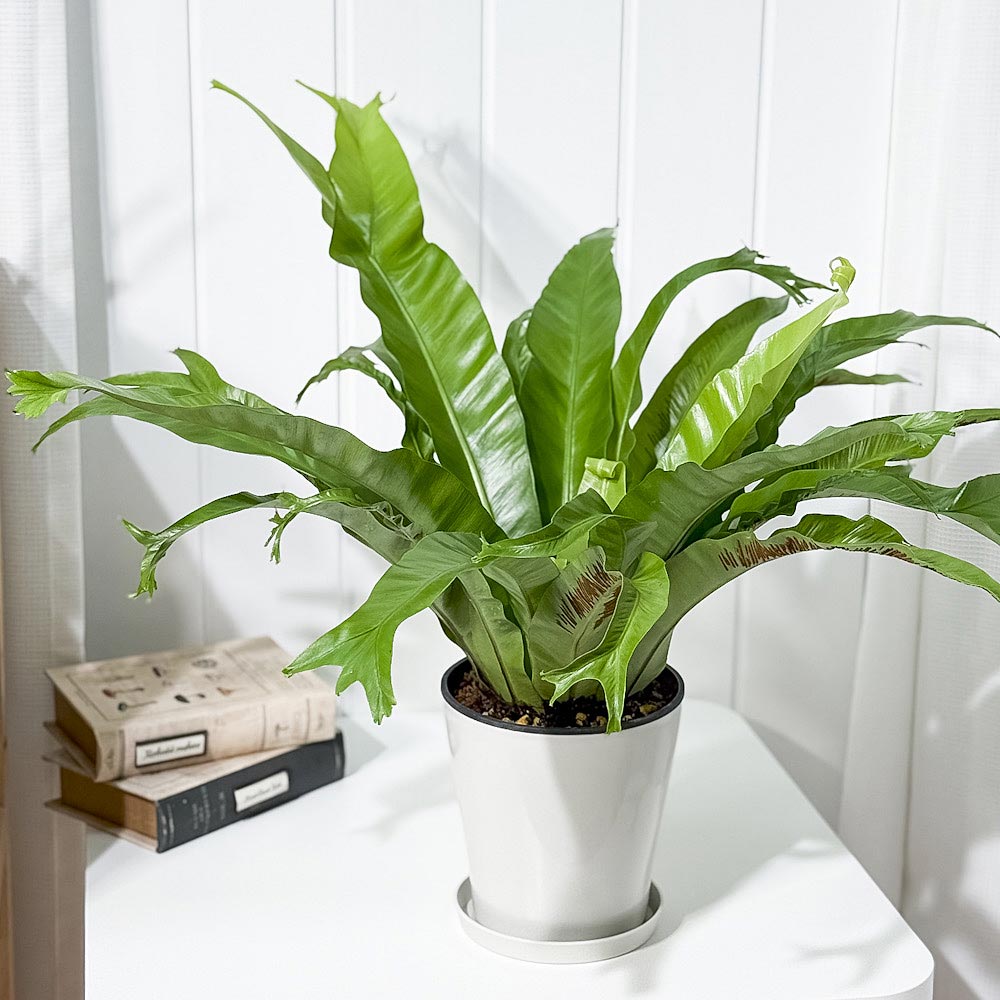 PLANCHU 観葉植物 アスプレニウム クリーシー 5号鉢 受け皿付き 育て方説明書付き Asplenium ‘Crissie’ シダ植物