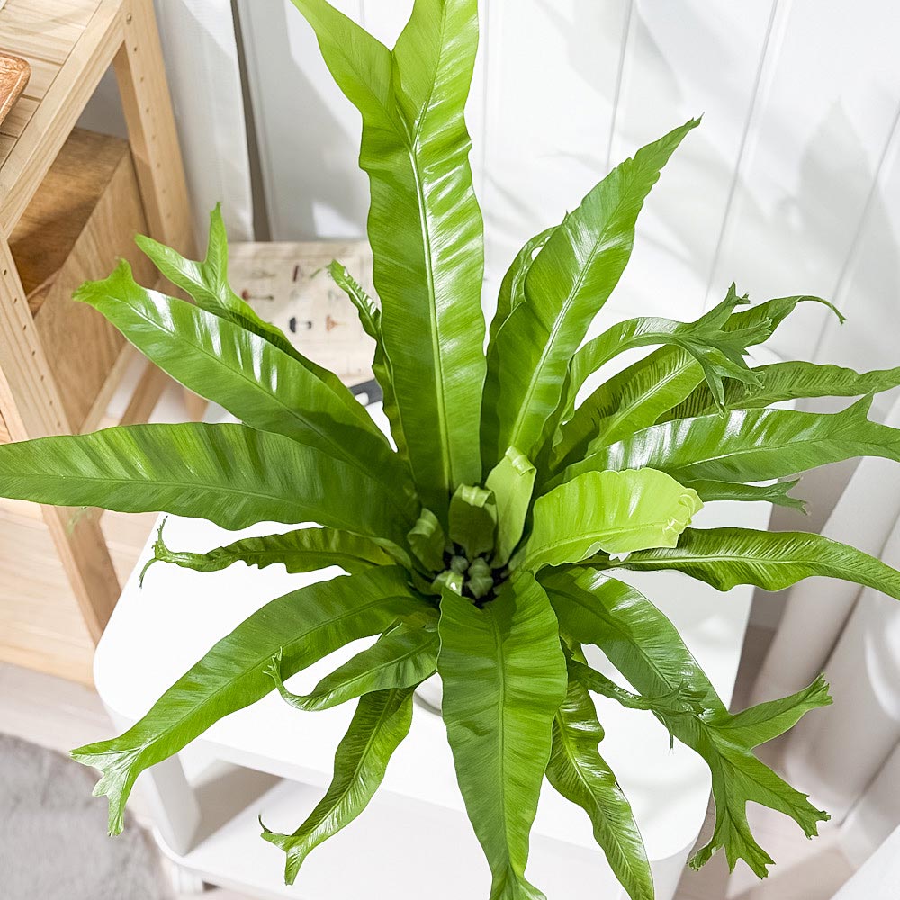 PLANCHU 観葉植物 アスプレニウム クリーシー 5号鉢 受け皿付き 育て方説明書付き Asplenium ‘Crissie’ シダ植物