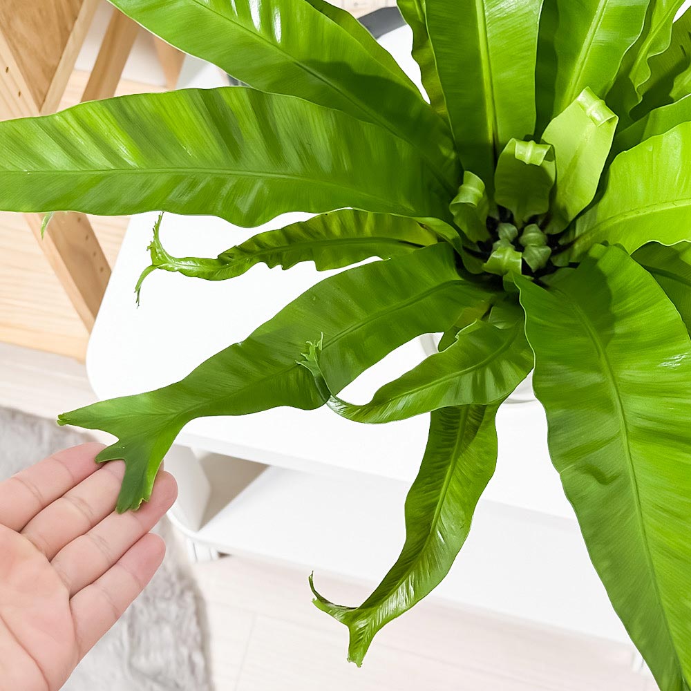 PLANCHU 観葉植物 アスプレニウム クリーシー 5号鉢 受け皿付き 育て方説明書付き Asplenium ‘Crissie’ シダ植物