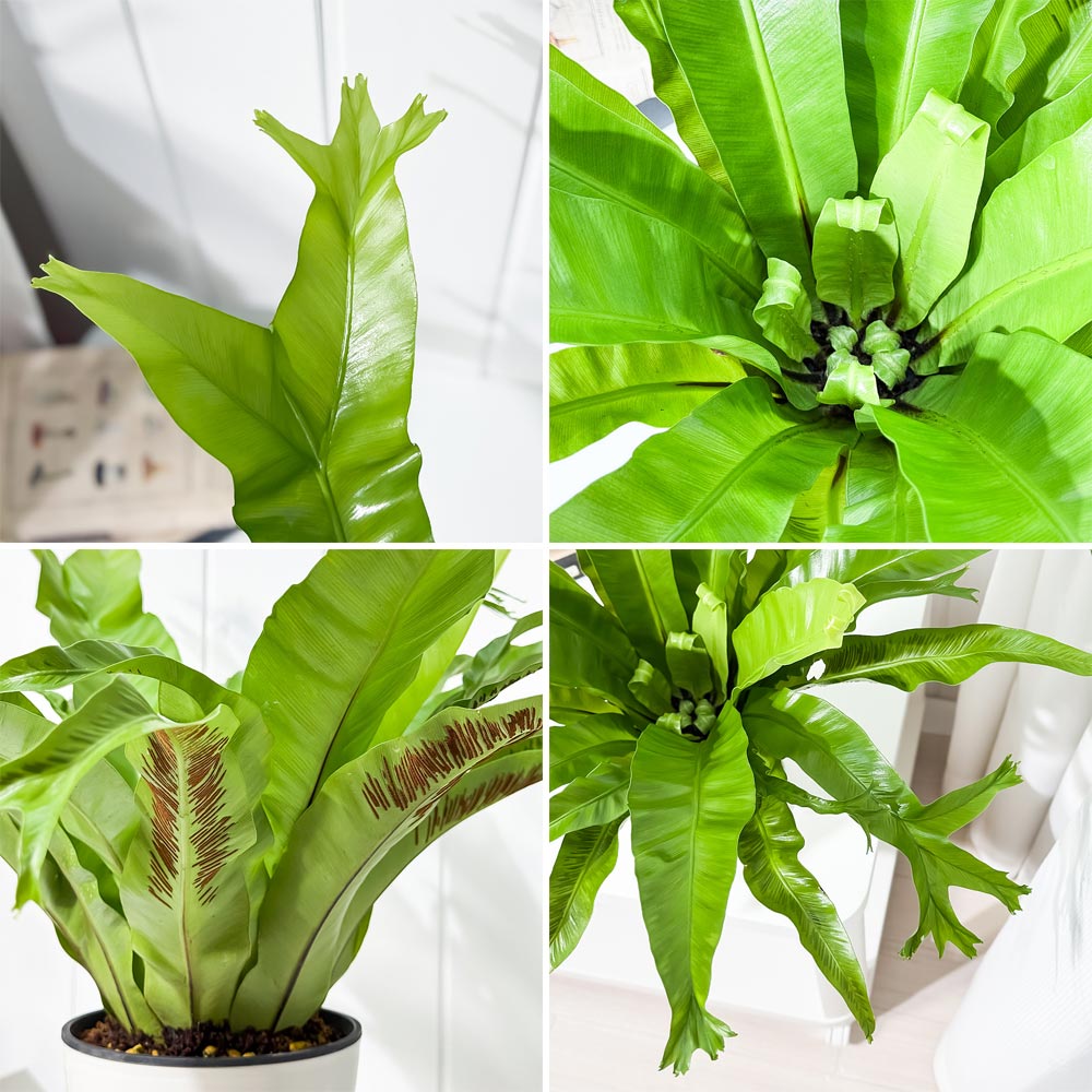 PLANCHU 観葉植物 アスプレニウム クリーシー 5号鉢 受け皿付き 育て方説明書付き Asplenium ‘Crissie’ シダ植物