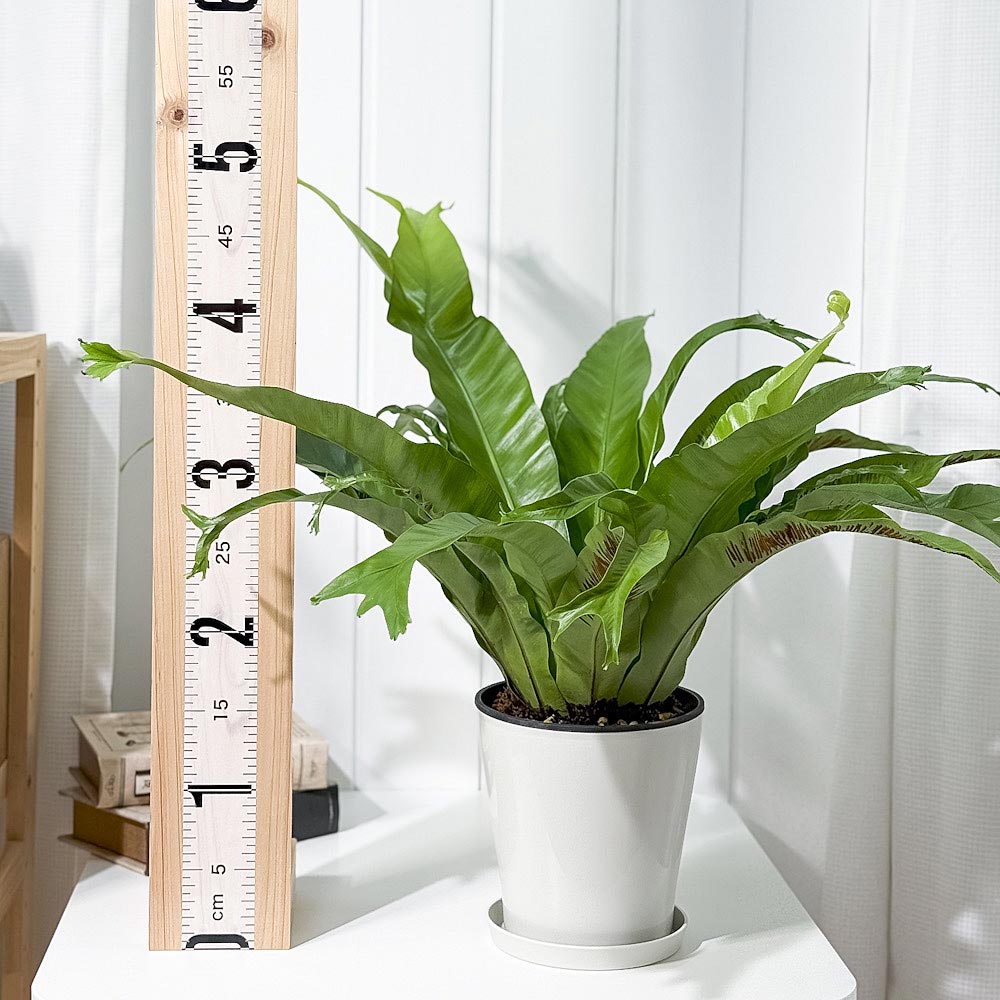 PLANCHU 観葉植物 アスプレニウム クリーシー 5号鉢 受け皿付き 育て方説明書付き Asplenium ‘Crissie’ シダ植物