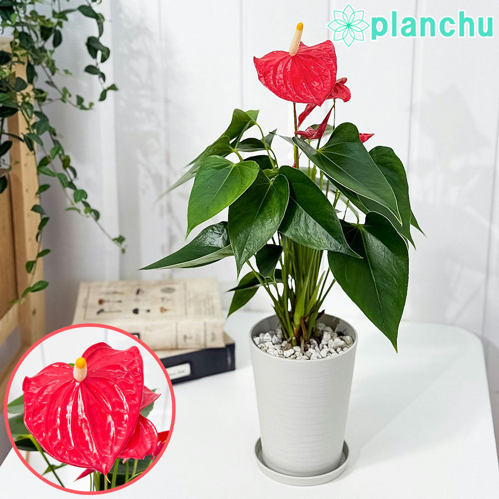 PLANCHU 観葉植物 アンスリウム エスド 4号鉢 受け皿付き 育て方説明書付き Anthurium ‘Esudo’ アンスリューム アロイド 鉢花 レッド系