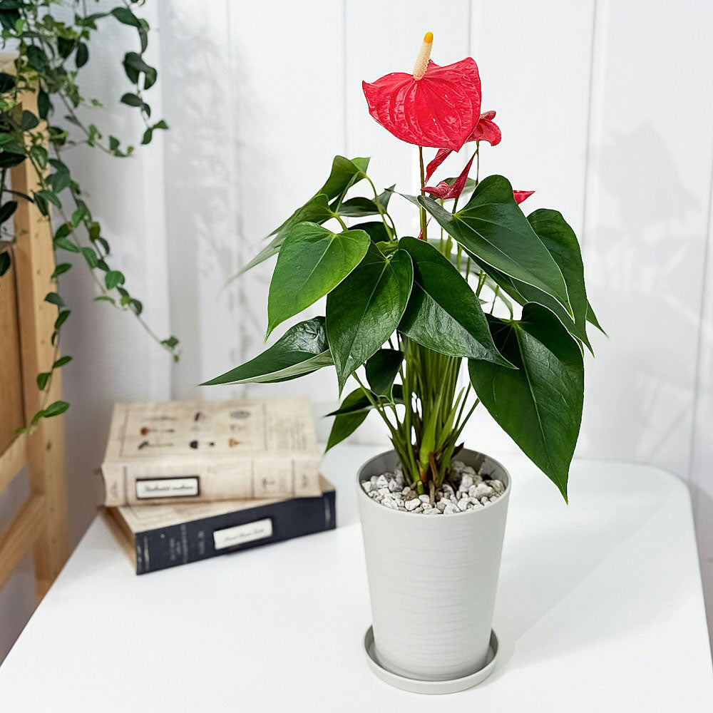 PLANCHU 観葉植物 アンスリウム エスド 4号鉢 受け皿付き 育て方説明書付き Anthurium ‘Esudo’ アンスリューム アロイド 鉢花 レッド系