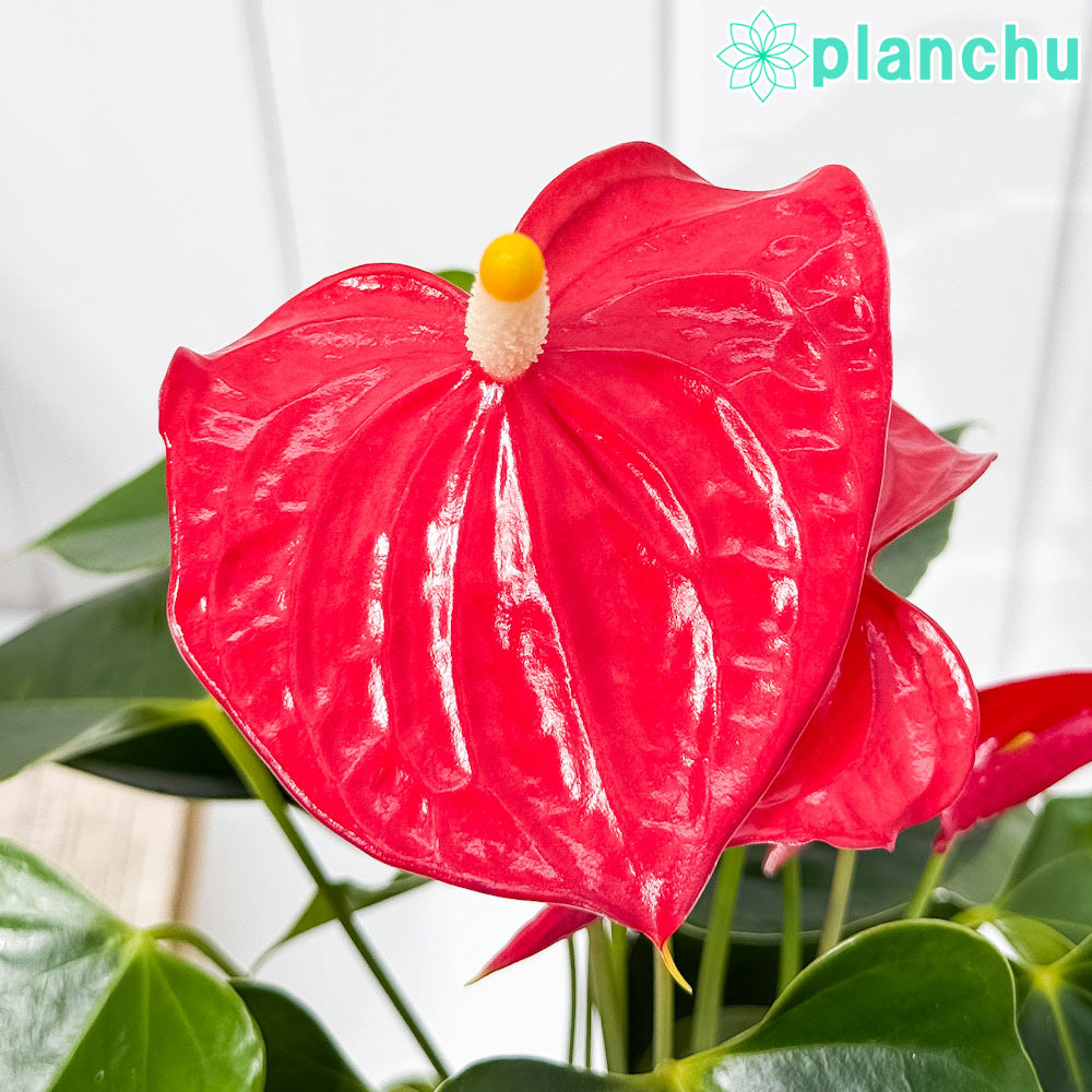 PLANCHU 観葉植物 アンスリウム エスド 4号鉢 受け皿付き 育て方説明書付き Anthurium ‘Esudo’ アンスリューム アロイド 鉢花 レッド系
