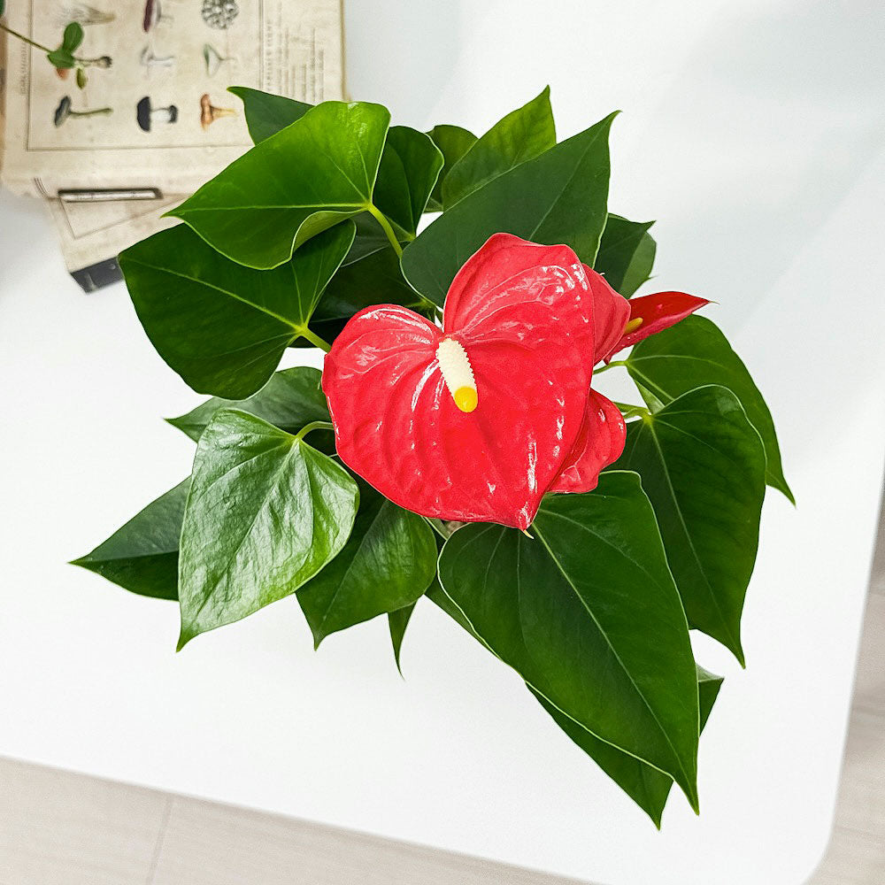 PLANCHU 観葉植物 アンスリウム エスド 4号鉢 受け皿付き 育て方説明書付き Anthurium ‘Esudo’ アンスリューム アロイド 鉢花 レッド系