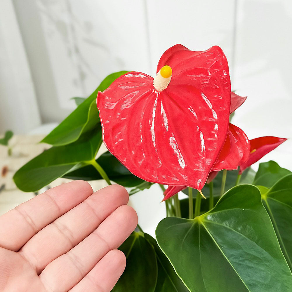 PLANCHU 観葉植物 アンスリウム エスド 4号鉢 受け皿付き 育て方説明書付き Anthurium ‘Esudo’ アンスリューム アロイド 鉢花 レッド系
