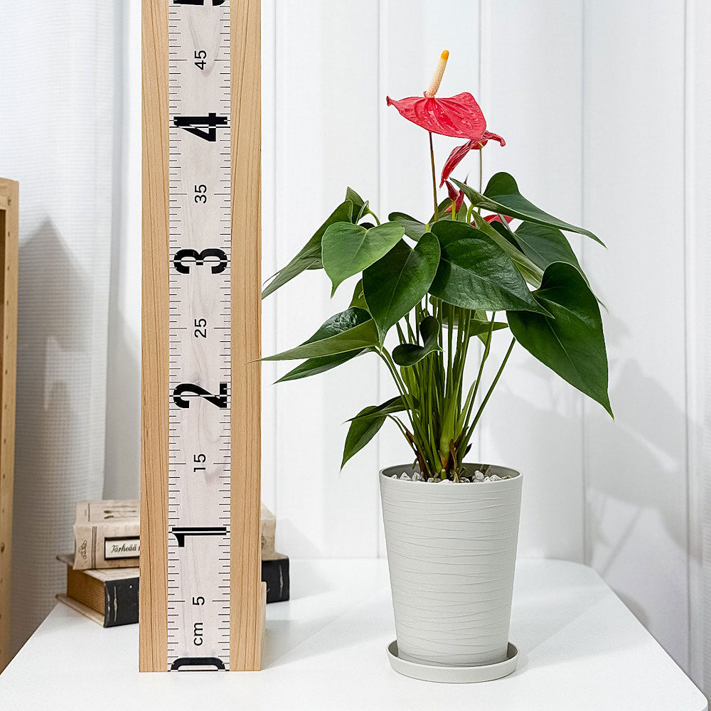 PLANCHU 観葉植物 アンスリウム エスド 4号鉢 受け皿付き 育て方説明書付き Anthurium ‘Esudo’ アンスリューム アロイド 鉢花 レッド系