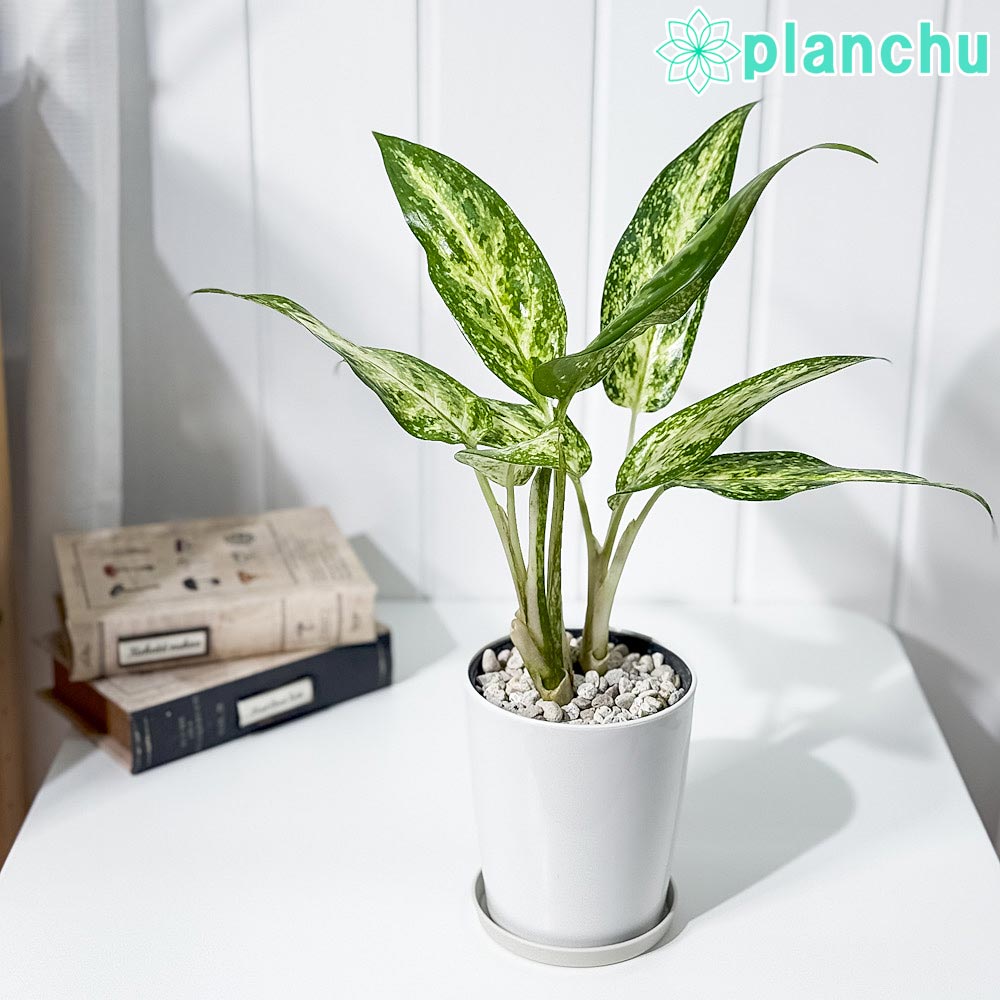 PLANCHU 観葉植物 アグラオネマ プセウドブラクテアツム 4号鉢 受け皿付き 育て方説明書付き Aglaonema ‘Pseudo-bracteatum’ 幸せを招くタイの宝石 アロイド