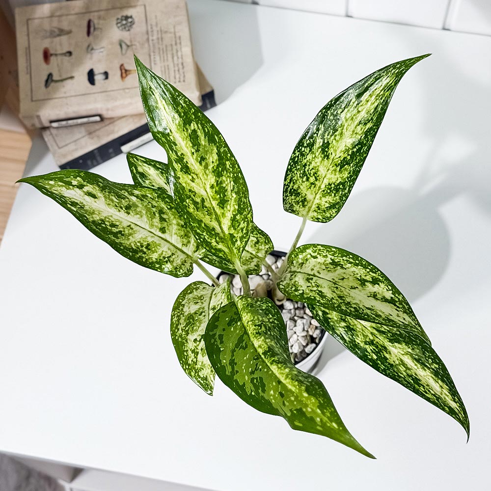 PLANCHU 観葉植物 アグラオネマ プセウドブラクテアツム 4号鉢 受け皿付き 育て方説明書付き Aglaonema ‘Pseudo-bracteatum’ 幸せを招くタイの宝石 アロイド