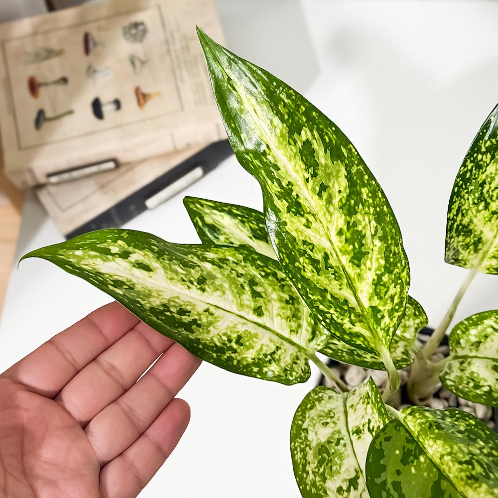 PLANCHU 観葉植物 アグラオネマ プセウドブラクテアツム 4号鉢 受け皿付き 育て方説明書付き Aglaonema ‘Pseudo-bracteatum’ 幸せを招くタイの宝石 アロイド