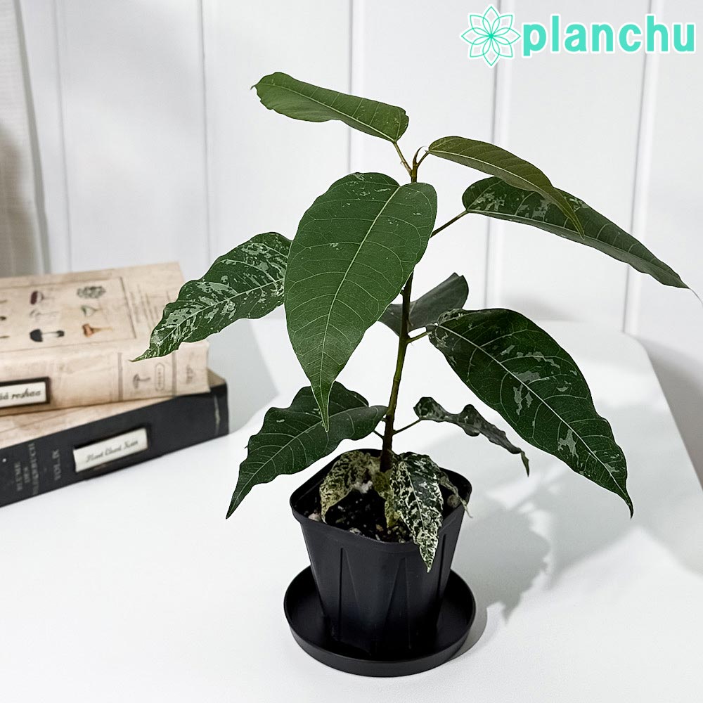 PLANCHU 観葉植物 フィカス アスペラ パーセリー 3号スリット鉢 受け皿