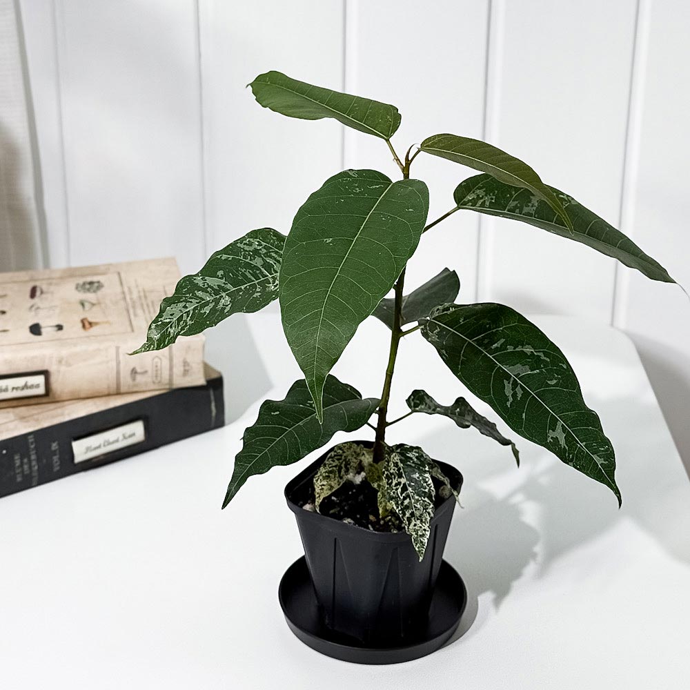 PLANCHU 観葉植物 フィカス アスペラ パーセリー 3号スリット鉢 受け皿付き 育て方説明書付き Ficus aspera ‘parcellii’ 斑入り