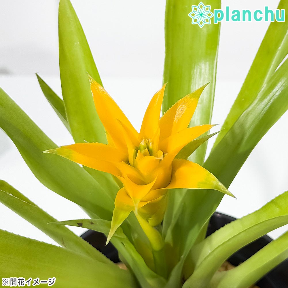 PLANCHU 観葉植物 ニドゥラリウム ビルベルギオイデス キトリヌム 4号吊り鉢 育て方説明書付き Nidularium billbergioides ‘Citrinum’ ブロメリア