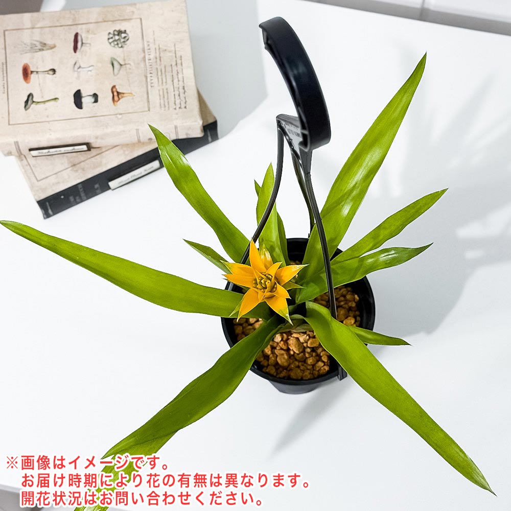 PLANCHU 観葉植物 ニドゥラリウム ビルベルギオイデス キトリヌム 4号吊り鉢 育て方説明書付き Nidularium billbergioides ‘Citrinum’ ブロメリア