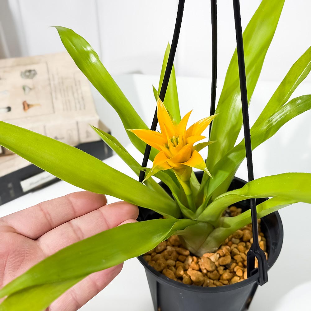 PLANCHU 観葉植物 ニドゥラリウム ビルベルギオイデス キトリヌム 4号吊り鉢 育て方説明書付き Nidularium billbergioides ‘Citrinum’ ブロメリア