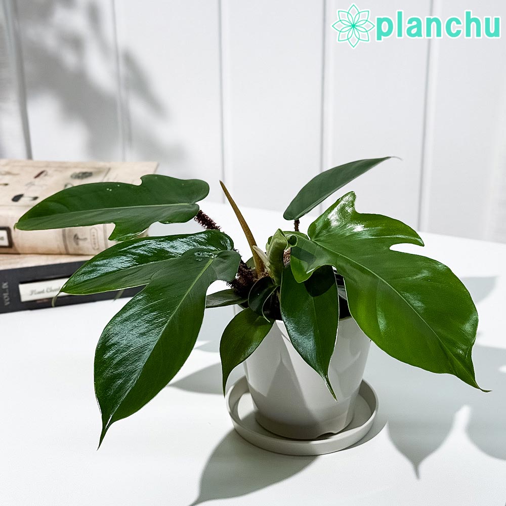 フィロデンドロン ワルセヴィッチ フィロデン 受け皿付き 高さ約80cm