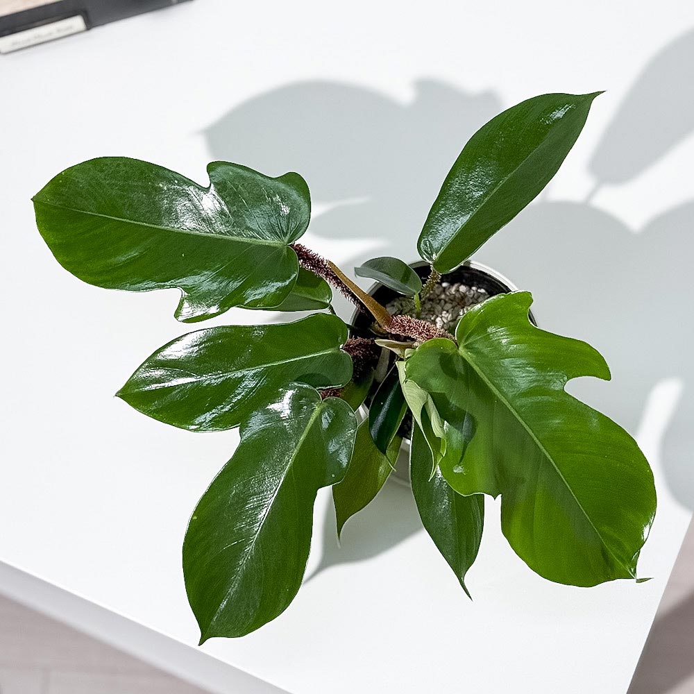 PLANCHU 観葉植物 フィロデンドロン スクアミフェルム 3.5号鉢 受け皿付き 育て方説明書付き Philodendron squamiferum アロイド