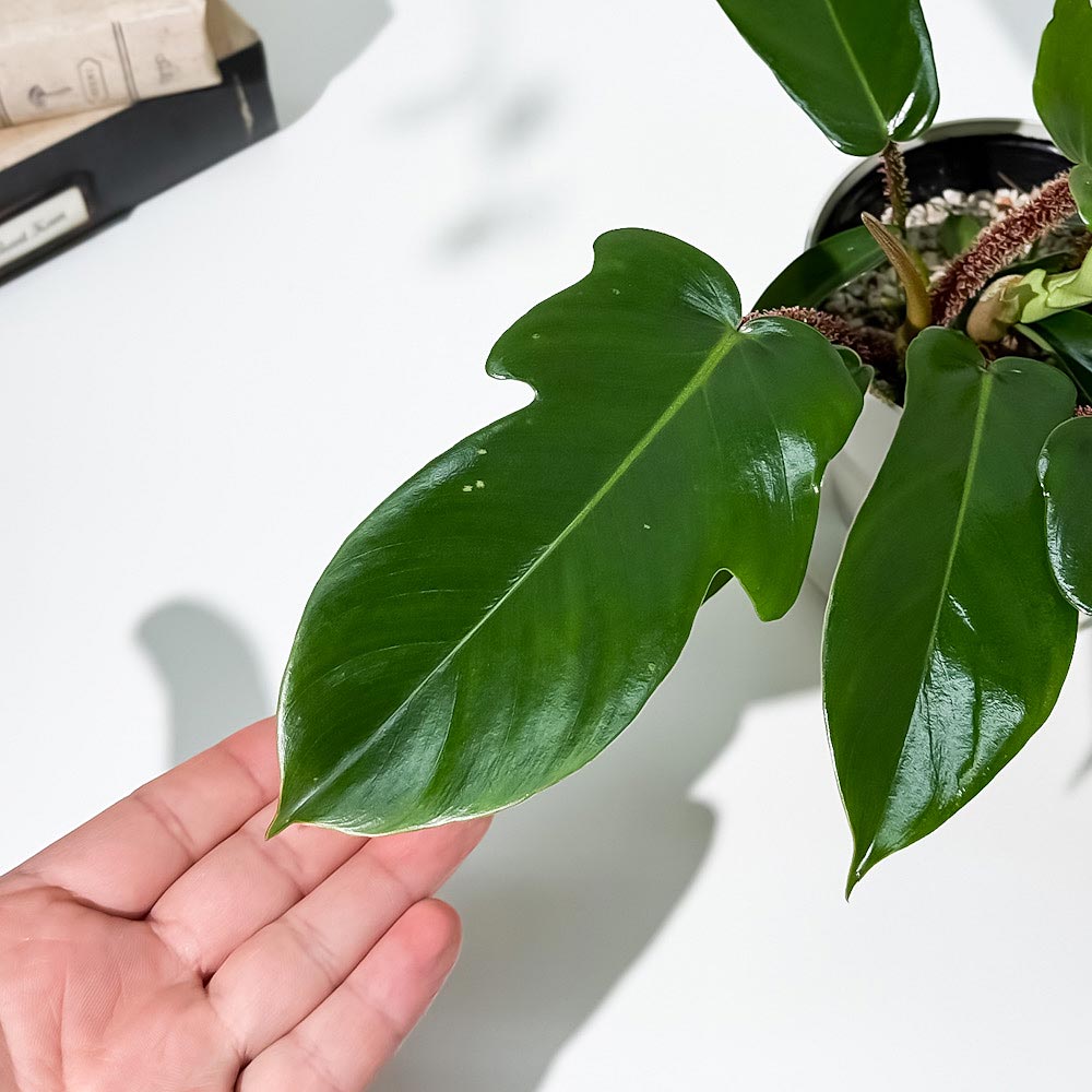 PLANCHU 観葉植物 フィロデンドロン スクアミフェルム 3.5号鉢 受け皿付き 育て方説明書付き Philodendron squamiferum アロイド