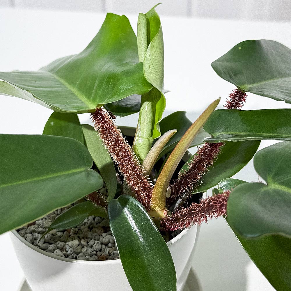 PLANCHU 観葉植物 フィロデンドロン スクアミフェルム 3.5号鉢 受け皿付き 育て方説明書付き Philodendron squamiferum アロイド