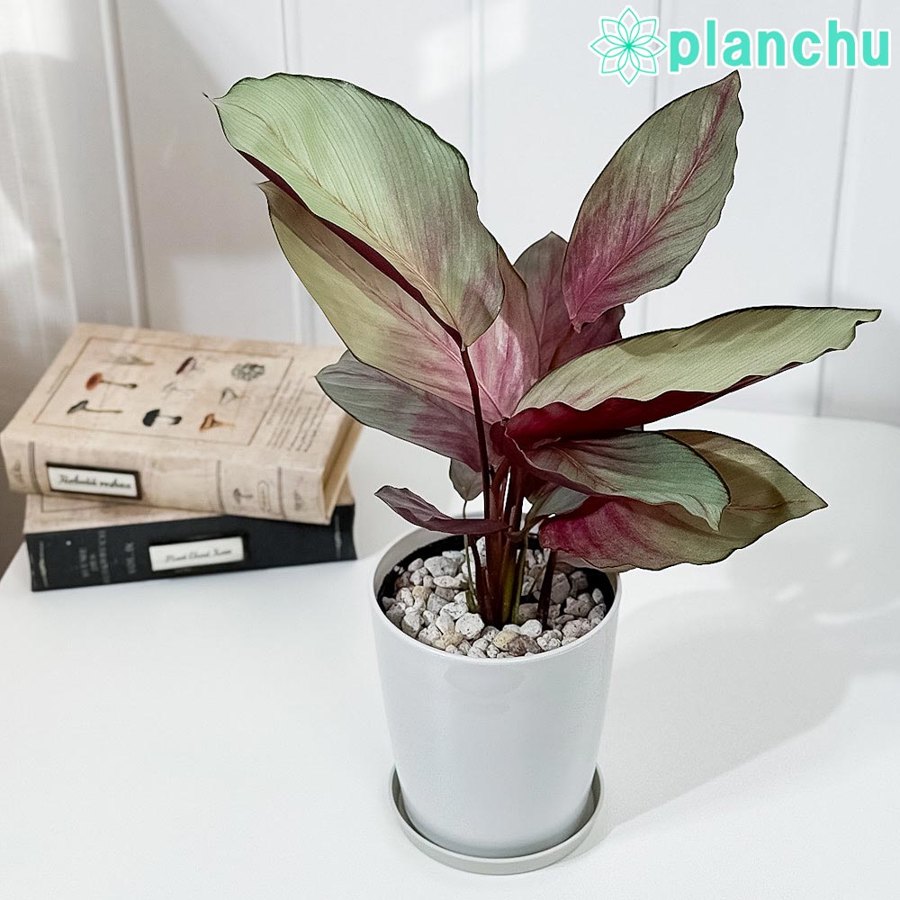 PLANCHU 観葉植物 カラテア シルバープレート 4号鉢 受け皿付き 育て方説明書付き Calathea ‘Silver Plate’
