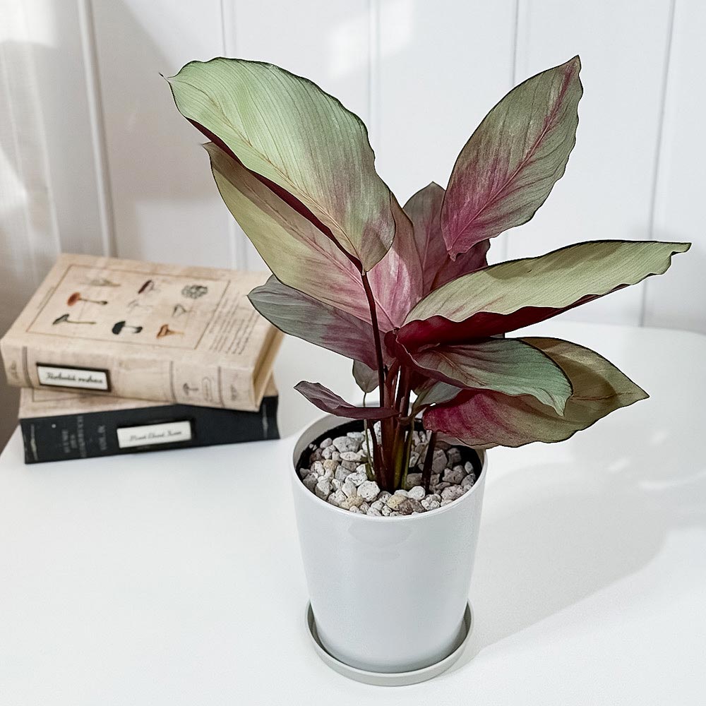 PLANCHU 観葉植物 カラテア シルバープレート 4号鉢 受け皿付き 育て方説明書付き Calathea ‘Silver Plate’