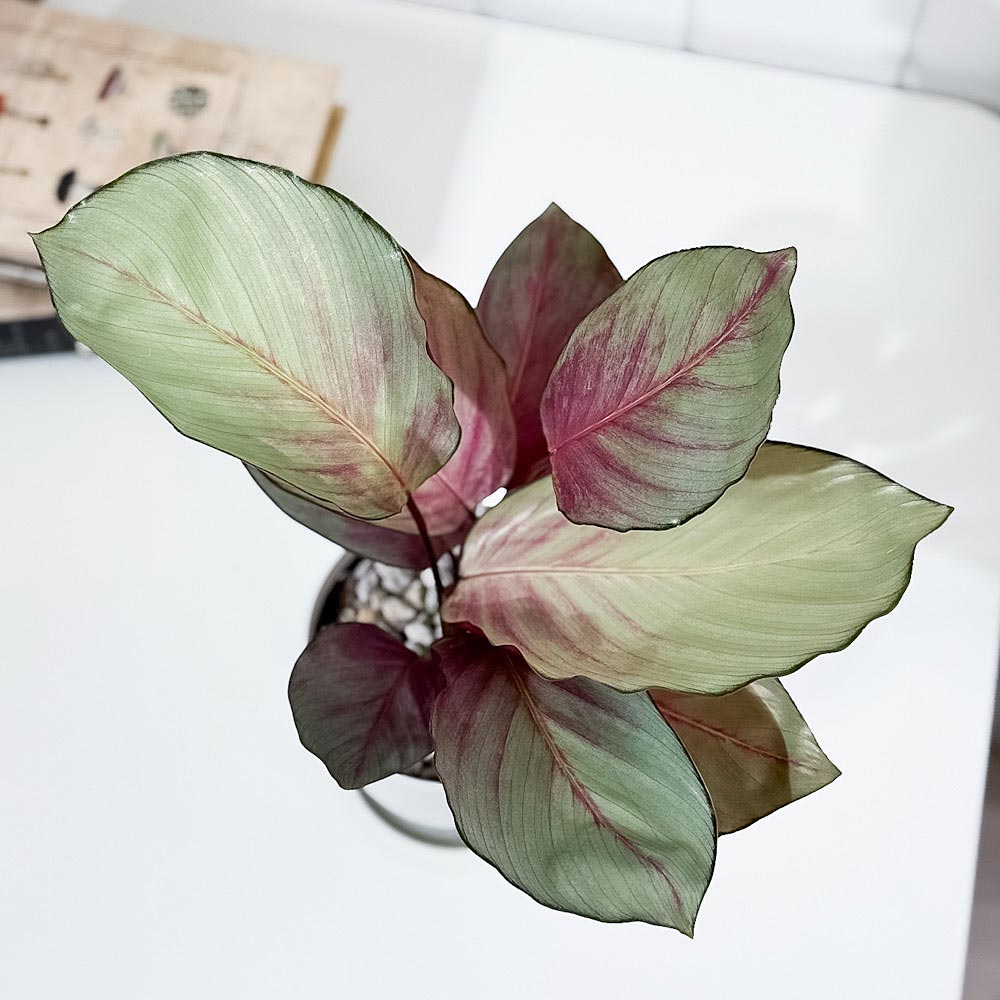 PLANCHU 観葉植物 カラテア シルバープレート 4号鉢 受け皿付き 育て方説明書付き Calathea ‘Silver Plate’