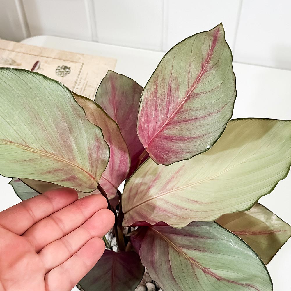 PLANCHU 観葉植物 カラテア シルバープレート 4号鉢 受け皿付き 育て方説明書付き Calathea ‘Silver Plate’