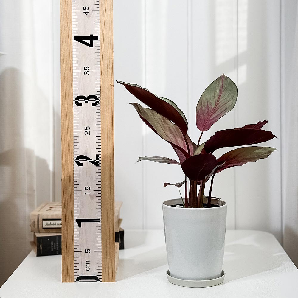 PLANCHU 観葉植物 カラテア シルバープレート 4号鉢 受け皿付き 育て方説明書付き Calathea ‘Silver Plate’