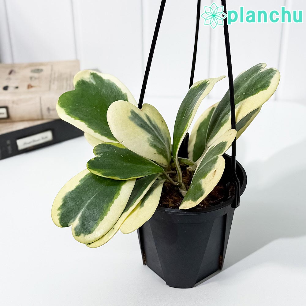 PLANCHU 観葉植物 ホヤ カーリー 斑入り 4号吊り鉢 育て方説明書付き