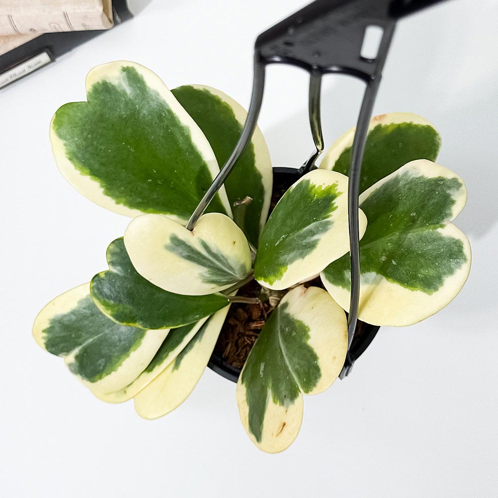 PLANCHU 観葉植物 ホヤ カーリー 斑入り 4号吊り鉢 育て方説明書付き Hoya kerrii ‘Variegata’ ハートホヤ ガガイモ サクララン 桜蘭